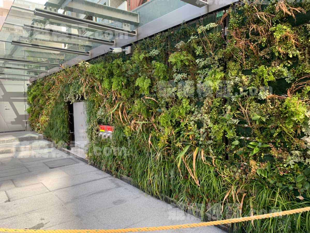 六本木ボート振興会本社ビルの壁一面に植えられた植物